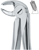 English Pattern- Untere Molaren,&nbsp;links lower molars,&nbsp;left molaires inferieuries&nbsp;gauches molars inferiores izquierdos